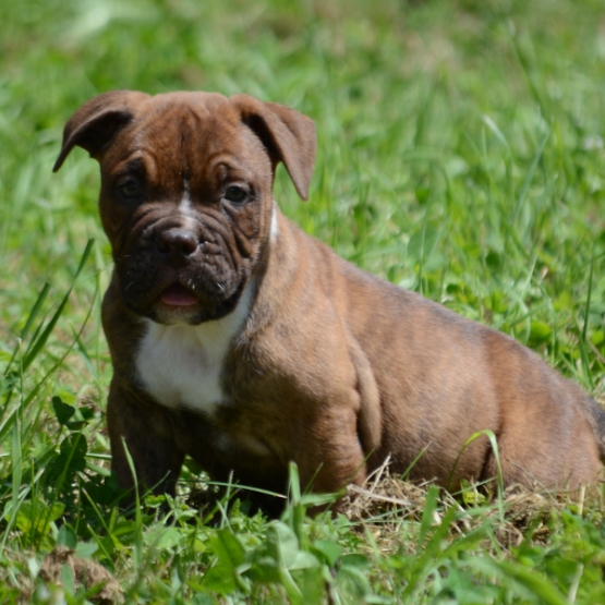 Image pour l'annonce Chiots Bulldog