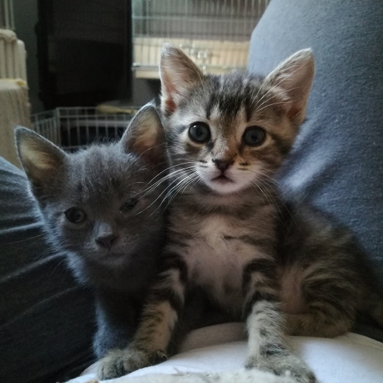 Image pour l'annonce 2 chatons fusionnels à adopter
