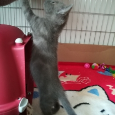 Image pour l'annonce 2 chatons fusionnels à adopter