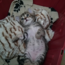 Image pour l'annonce 2 chatons fusionnels à adopter