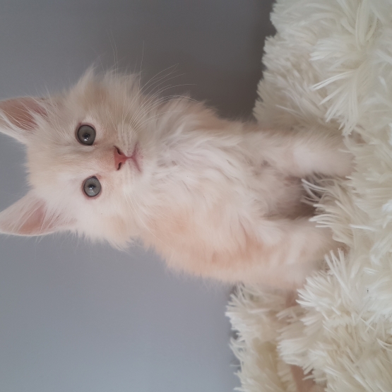 Image pour l'annonce Chaton maine coon loof