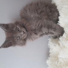 Image pour l'annonce Chaton maine coon loof