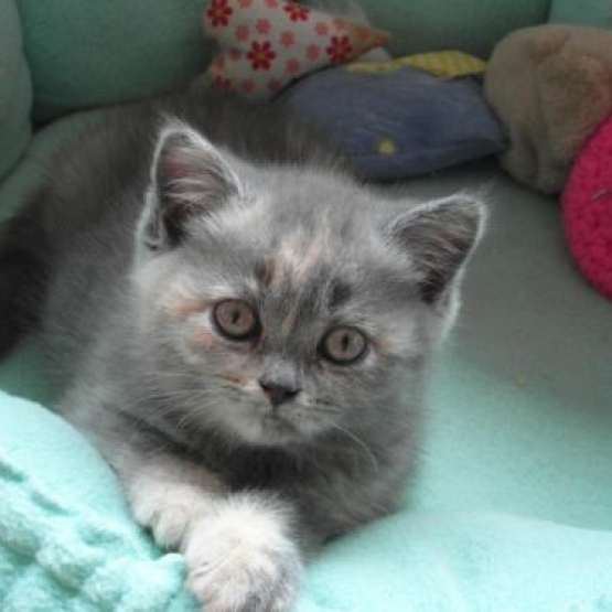 Image pour l'annonce Donne chatons 3 mois