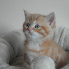 Image pour l'annonce Donne chatons 3 mois