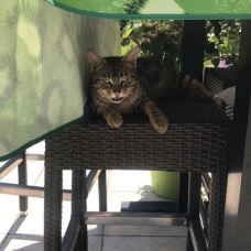 Image pour l'annonce donne chatons