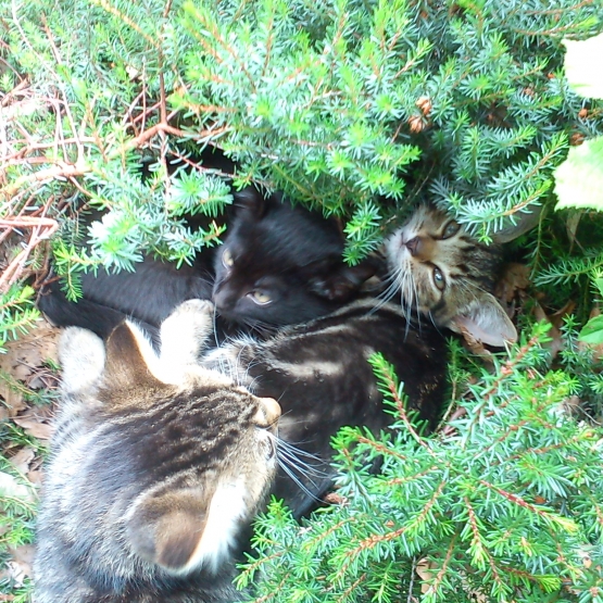 Image pour l'annonce Donne chatons