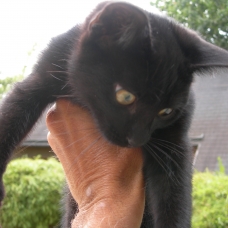 Image pour l'annonce Donne chatons