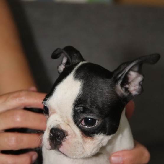 Image pour l'annonce Chiots boston terrier