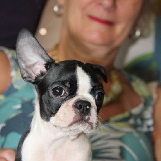 Image pour l'annonce Chiots boston terrier