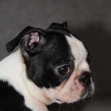 Image pour l'annonce Chiots boston terrier