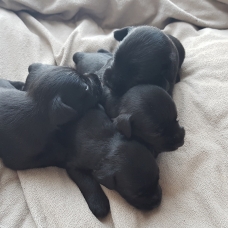 Image pour l'annonce A vendre chiot mâle schnauzer nain noir