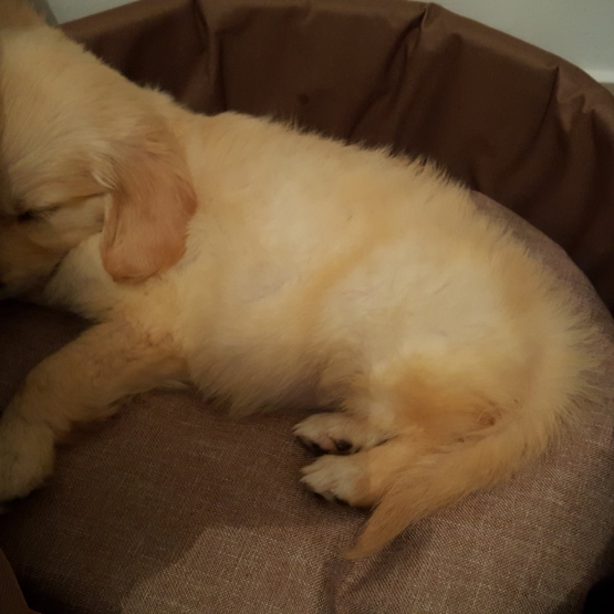 Image pour l'annonce Vend femelle golden retriever adulte LOF