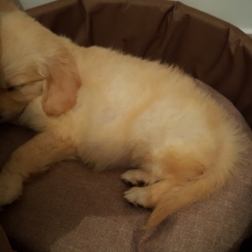 Image pour l'annonce Vend femelle golden retriever adulte LOF