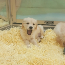 Image pour l'annonce Vend femelle golden retriever adulte LOF