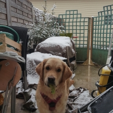 Image pour l'annonce Vend femelle golden retriever adulte LOF