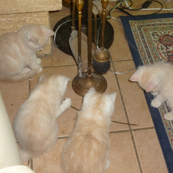 Image pour l'annonce Adorables chatons British