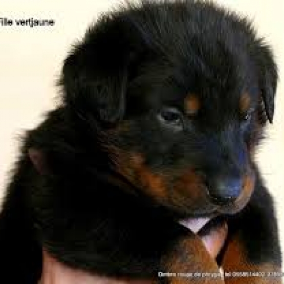 Image pour l'annonce donne chiots beauceron