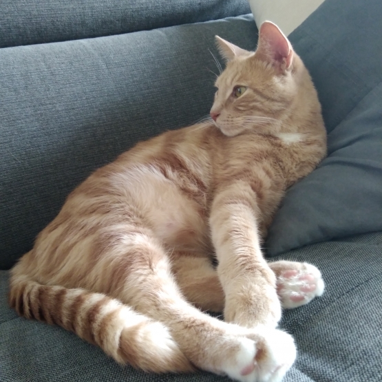 Image pour l'annonce Donne chat 2 ans