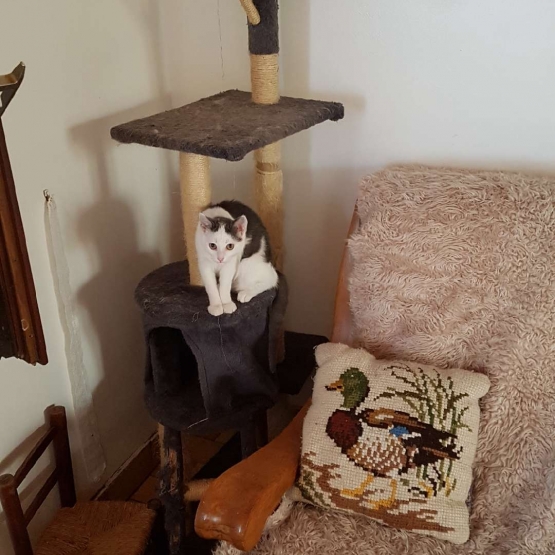 Image pour l'annonce donnons plusieurs chats sterilse et puces