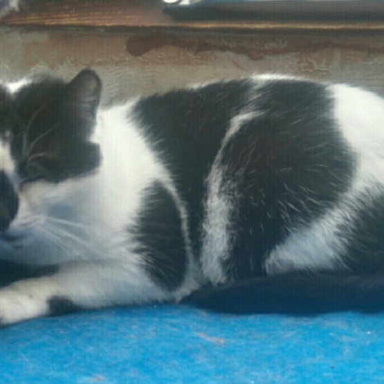 Image pour l'annonce donnons plusieurs chats sterilse et puces