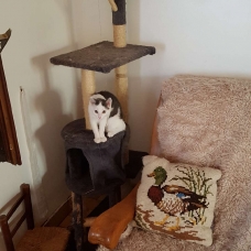 Image pour l'annonce donnons plusieurs chats sterilse et puces