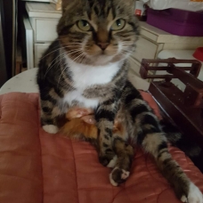 Image pour l'annonce donnons plusieurs chats sterilse et puces
