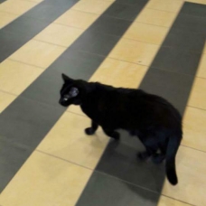 Image pour l'annonce donnons plusieurs chats sterilse et puces