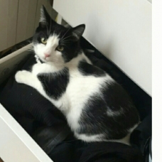 Image pour l'annonce donnons plusieurs chats sterilse et puces
