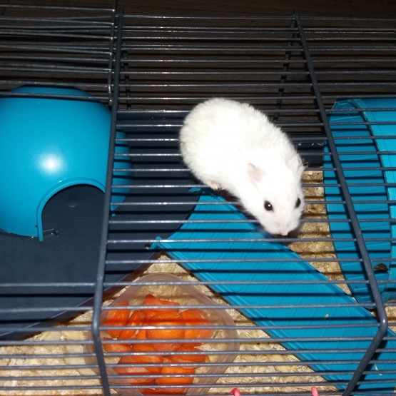 Image pour l'annonce Hamster nains