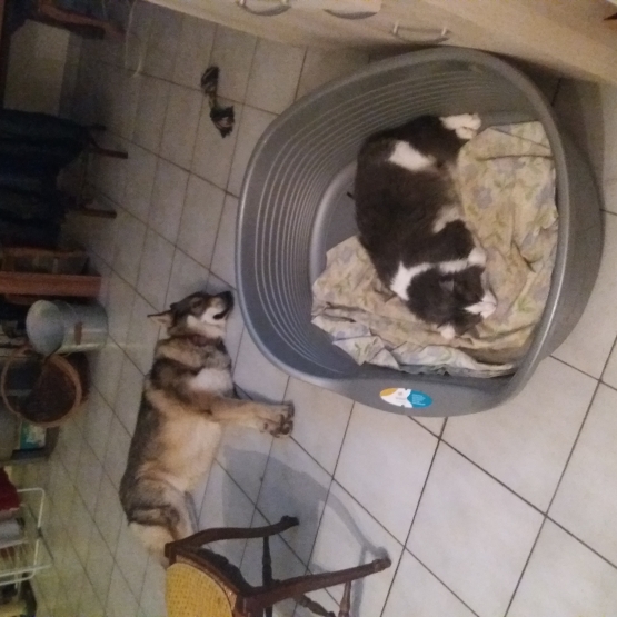 Image pour l'annonce Garde chien