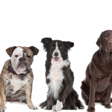 Image pour l'annonce Garde chien