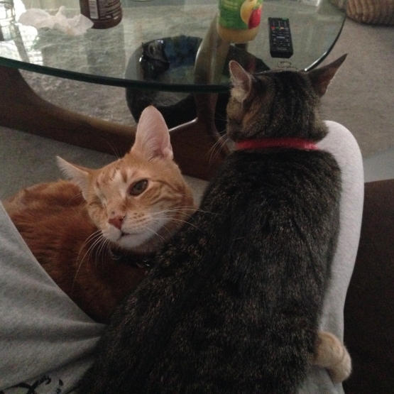 Image pour l'annonce Donne adorables chats