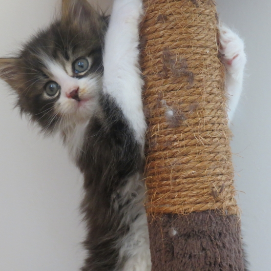 Image pour l'annonce Chaton maine coon brown Loof