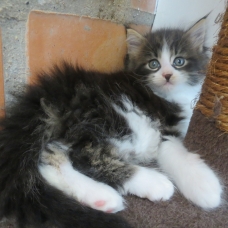 Image pour l'annonce Chaton maine coon brown Loof