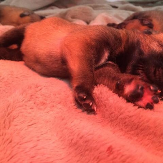 Image pour l'annonce Vends Chiots Bergers Belges Malinois