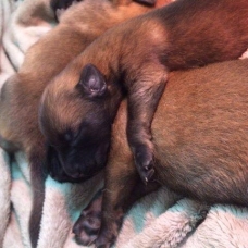 Image pour l'annonce Vends Chiots Bergers Belges Malinois