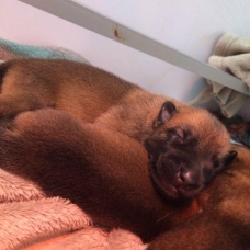 Image pour l'annonce Vends Chiots Bergers Belges Malinois