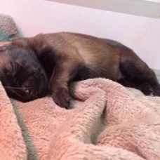 Image pour l'annonce Vends Chiots Bergers Belges Malinois