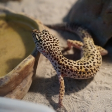 Image pour l'annonce Cède gecko léopard