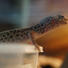 Image pour l'annonce Cède gecko léopard