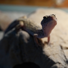 Image pour l'annonce Cède gecko léopard