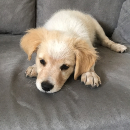 Image pour l'annonce Donne chiot croisé golden retriever et berger australien