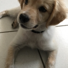 Image pour l'annonce Donne chiot croisé golden retriever et berger australien