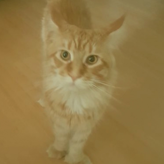 Image pour l'annonce Chaton femelle type maine coon