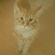 Image pour l'annonce Chaton femelle type maine coon