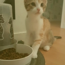 Image pour l'annonce Chaton femelle type maine coon