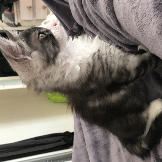 Image pour l'annonce Chaton Maine coon