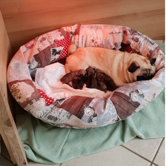 Image pour l'annonce Chiots  Carlin dispo pour adoption