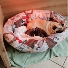 Image pour l'annonce Chiots  Carlin dispo pour adoption
