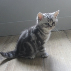Image pour l'annonce Adorables chatons tabby à adopter